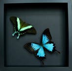 Vlinder Taxidermie volledige montage - Papilio blumei x, Nieuw