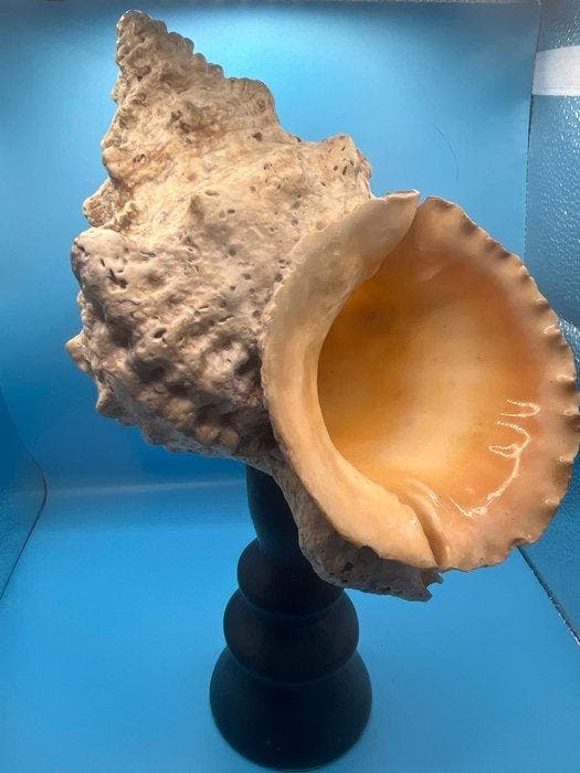 Gastropode Zeeschelp - Totufa bobo (Zonder minimumprijs), Antiek en Kunst, Curiosa en Brocante