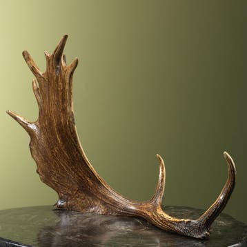Damhert Geweistang ,KG Taxidermie Opgezette Dieren By Max, Verzamelen, Ophalen of Verzenden, Nieuw, Wild dier, Opgezet dier