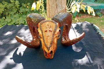 Mouflon Schedel van een zoogdier - Ovis orientalis musimon -, Antiek en Kunst