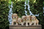 Creme Cocker Spaniel pups te koop, Parvo, België, 8 tot 15 weken, Meerdere