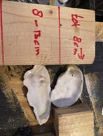 Oesterschelpen biologisch watercleaned < 8 cm 16 stuks, Ophalen of Verzenden, Nieuw