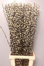 Katjeswilg Wilgenkatjes Salix Snow Flake bundel 10 stuks, Ophalen of Verzenden, Nieuw