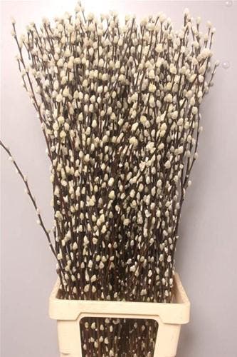 Katjeswilg Wilgenkatjes Salix Snow Flake bundel 10 stuks, Hobby en Vrije tijd, Knutselen, Nieuw, Ophalen of Verzenden