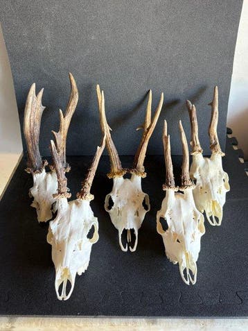 Ree Schedel van een zoogdier - Capreolus - 34 cm - 38 cm -, Antiek en Kunst