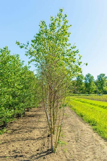 Betula pendula meerstammig 200-250