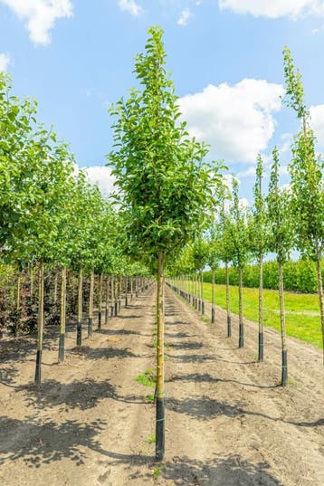 Malus domestica Elstar hoogstam 18/20