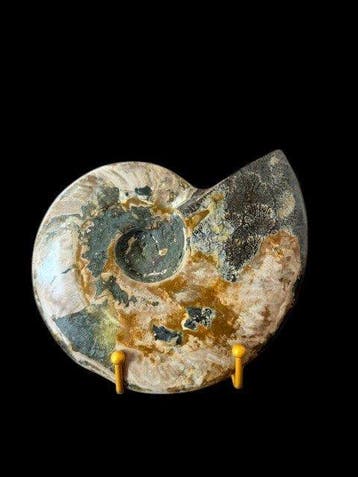 Cleoniceras besairiei - Gefossiliseerde schelp - 16 cm - 20, Verzamelen