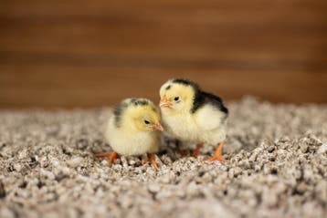 Wyandotte kriel | Gesekste kippen kuikens | Passend advies!, Dieren en Toebehoren, Pluimvee, Vrouwelijk, Kip