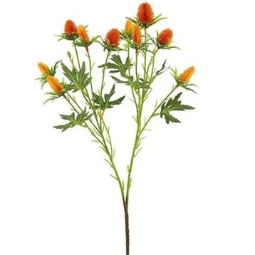 Eryngium Distel Oranje Zijdenbloem 68 cm per stuk, Ophalen of Verzenden, Nieuw
