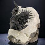 Een paar trilobieten op originele matrix - Gefossiliseerd, Verzamelen