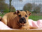Old English Bulldog pups! t Gezonde type. Mogen mee!, Parvo, Nederland, 8 tot 15 weken, Bulldog