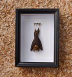 Painted Vesper Bat - framed Taxidermie volledige montage -