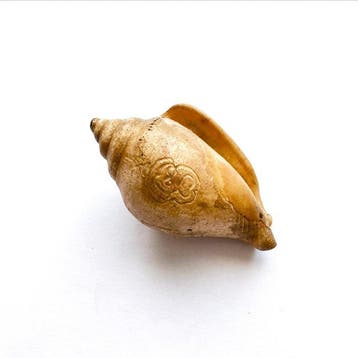 Oud-Indochinese kuststammen Shell Ritueel kralen-talisman