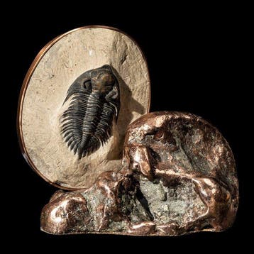 Fossiele trilobiet, koperen nugget & koper - Gefossiliseerd