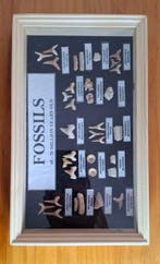 Haai - Fossiele tanden - Enchodus corax globidens Otodus y