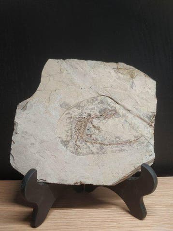 Zeldzame miniatuur - Gefossiliseerd dier - Hyphalosaurus -, Verzamelen