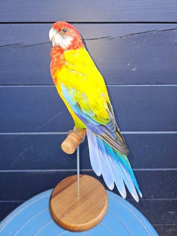 Super mooie Pracht rosella parkiet Taxidermie volledige, Verzamelen, Nieuw