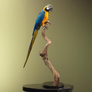 Blauw-Gele Ara Taxidermie Opgezette Dieren By Max, Verzamelen, Dierenverzamelingen, Ophalen of Verzenden, Nieuw, Vogel, Opgezet dier