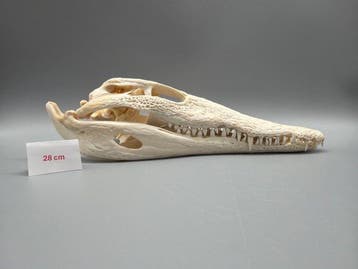 Nijlkrokodil Schedel - Crocodylus niloticus - 7 cm - 11 cm -