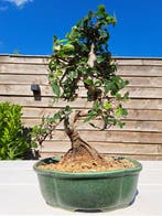 Chinese iep bonsai (Ulmus parviflora) - Hoogte (boom): 28 cm