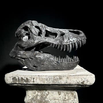GEEN RESERVEPRIJS - Een replica van een dinosaurus-schedel -