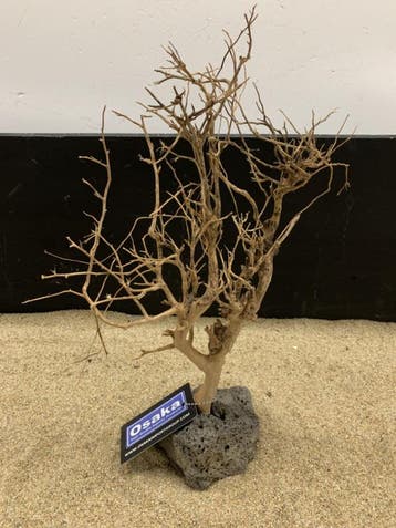 Osaka Bonsai Tree nr 13 - 25x10x37cm - aquascaping boom, Ophalen of Verzenden, Nieuw, Plant(en), Steen of Hout