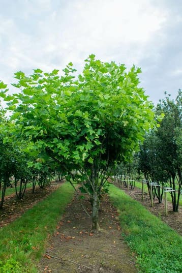 Platanus x hispanica meerstammig 250-300