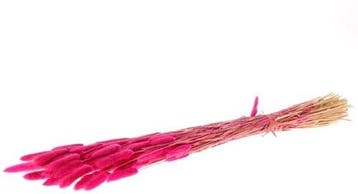 Lagurus ovatus 100 gr in hoes dark pink pluimgras, Ophalen of Verzenden, Nieuw