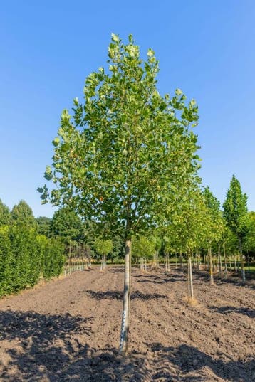 Liriodendron tulipifera Aureomarginatum hoogstam 18/20, Tuin en Terras