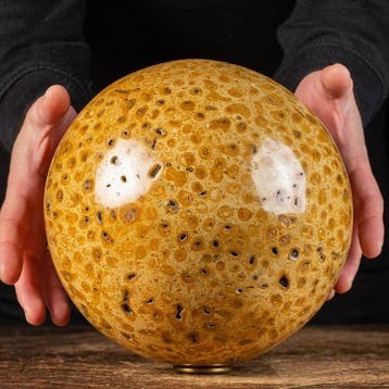 Prachtige fossiele koraalbol - Hoogte: 200 mm - Breedte: 200, Verzamelen