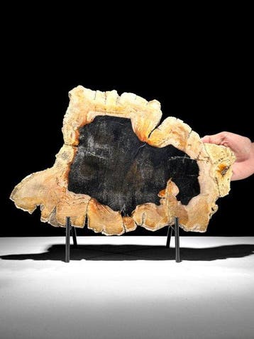 Prachtige plak versteend hout op een op maat gemaakte