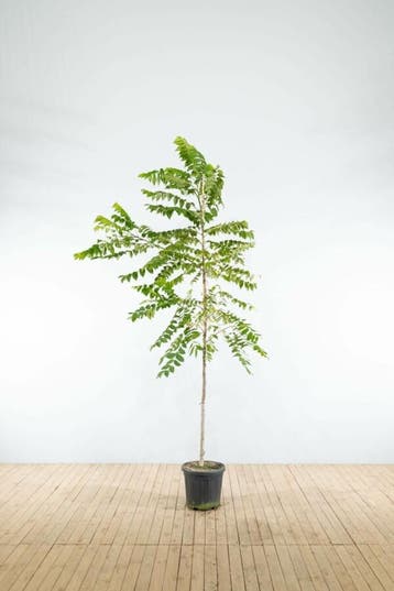 Juglans nigra hoogstam 18/20