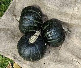 Alligator F1 Kabocha, Hobby en Vrije tijd, Ophalen of Verzenden, Nieuw
