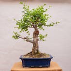 Japanese iep bonsai (Zelkova) - Hoogte (boom): 65 cm -