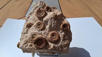Ammoniet - Fossiele sterfteplaat - 14 cm - 7 cm (Zonder, Verzamelen, Mineralen en Fossielen