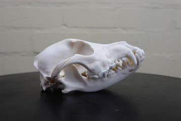 Domestic Dog Schedel - Canis l. familiaris - 9 cm - 7 cm -, Verzamelen, Dierenverzamelingen, Nieuw