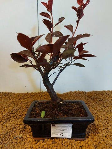 prunus pissardii - Hoogte (boom): 29 cm - Diepte (boom): 17