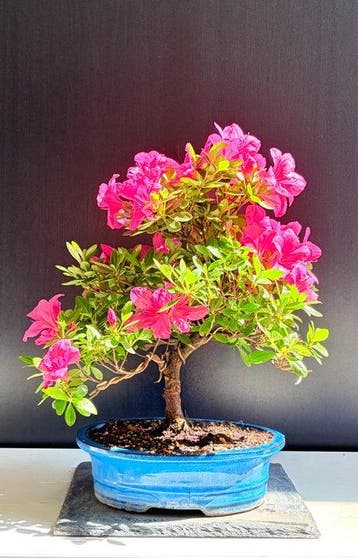 Azalea bonsai (Rhododendron) - Hoogte (boom): 35 cm - Diepte, Antiek en Kunst