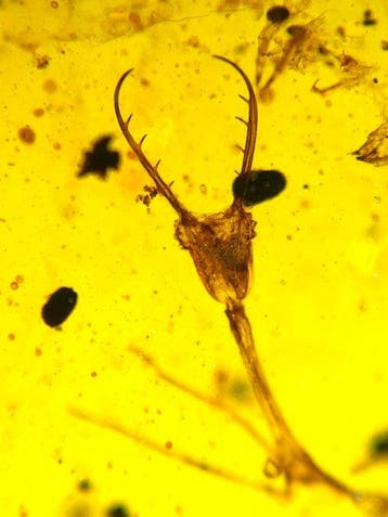 Natuurlijke Birmese amber - Barnsteen - 7 pieces of rare