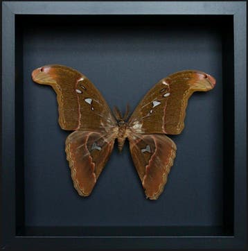 Vlinder Taxidermie volledige montage - Attacus Caesar - 25, Nieuw