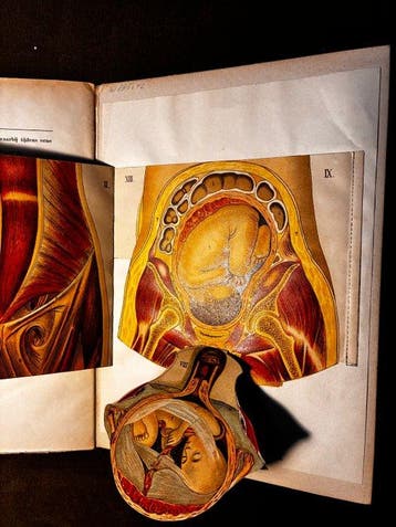 Dr. Arthur E. Giles; A. W. M. van Hees - Anatomie en