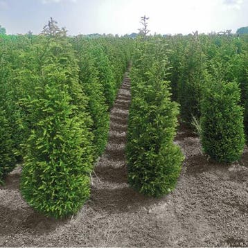 Taxus baccata haag 60-80 cm - Pot