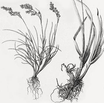 Johann Jakob Scheuchzer - Agrostographia - Agrostology [1st