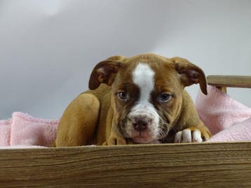 Old English Bulldog pups! | Mogen mee! | Hartelijk Welkom., Parvo, Nederland, 8 tot 15 weken, Bulldog