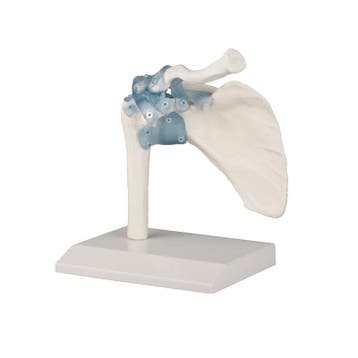 Anatomie model schoudergewricht, Nieuw
