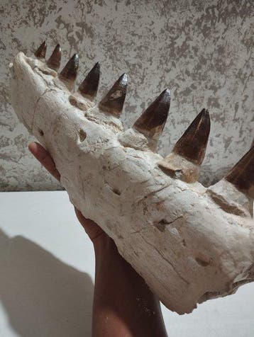 Mosasaurus - Gefossiliseerd dier - 49 cm - 16.5 cm, Verzamelen