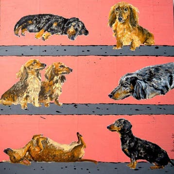 Bazévian DelaCapucinière - Portrait Dachshund dogs Chiens