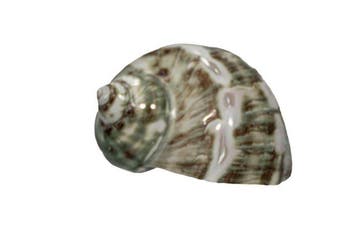 Prachtige parelschelp (Turbo marmoratus) gepolijst | Zuiver, Nieuw