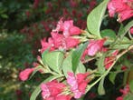 Weigela 'Bristol Ruby' , rode weigelia, Ophalen of Verzenden, Vaste plant, Overige soorten